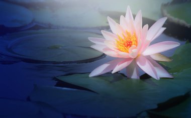 gölet, yakın çekim nilüfer ve yaprak, doğada yakın çekim çiçek Lotus çiçeği