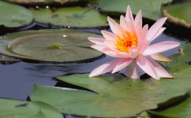 gölet, yakın çekim nilüfer ve yaprak, doğada yakın çekim çiçek Lotus çiçeği