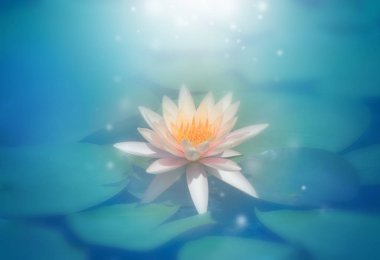 gölet, yakın çekim nilüfer ve yaprak, doğada yakın çekim çiçek Lotus çiçeği