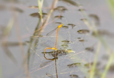 Yusufçuk doğa, makro böcek yaban hayatı, vahşi hayvan