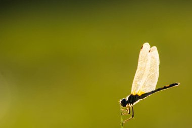 Yusufçuk doğa, makro böcek yaban hayatı, vahşi hayvan
