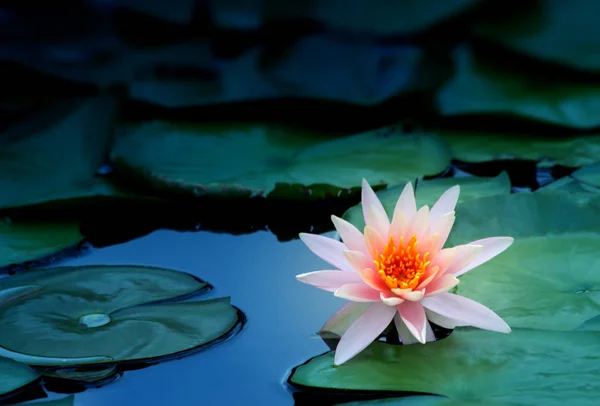 自然のクローズ アップの花 クローズ アップ スイレン池の蓮の花 — ストック写真