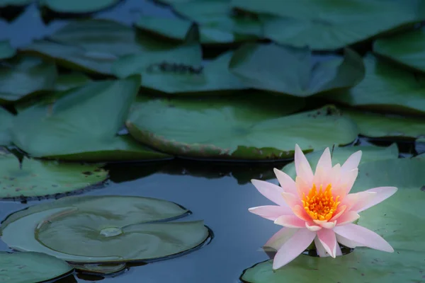 Lotusblume Teich Seerose Nahaufnahme Und Blatt Blume Nahaufnahme Der Natur — Stockfoto