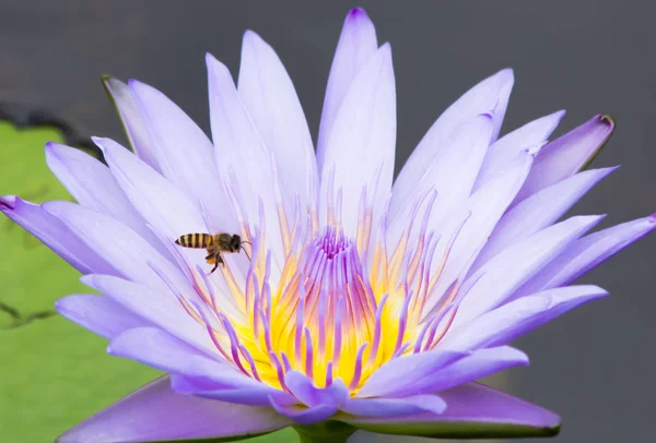 Lotusbloem Vijver Close Waterlelie Blad Close Bloem Natuur — Stockfoto