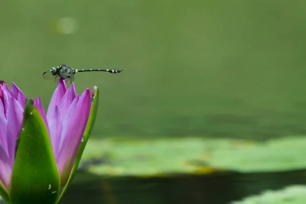池塘里的莲花 特写的睡莲和叶子 大自然中的特写花 — 图库照片
