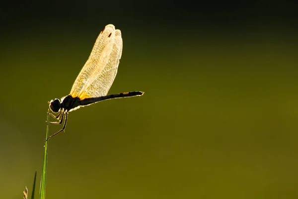 Dragonfly Nature Macro Insect Wild Life Animal Wild — Stock Photo, Image