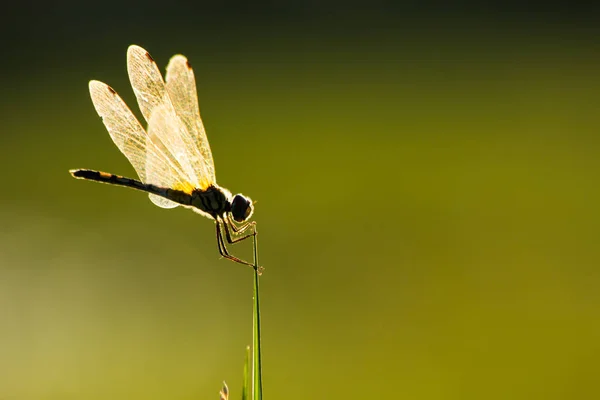 Libélula Natureza Macro Inseto Vida Selvagem Animal Natureza — Fotografia de Stock