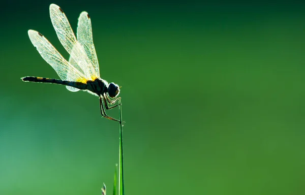 Libélula Natureza Macro Inseto Vida Selvagem Animal Natureza — Fotografia de Stock