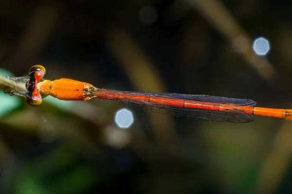 Macro Libellule Sur Les Feuilles Herbe Insecte Gros Plan Dans — Photo