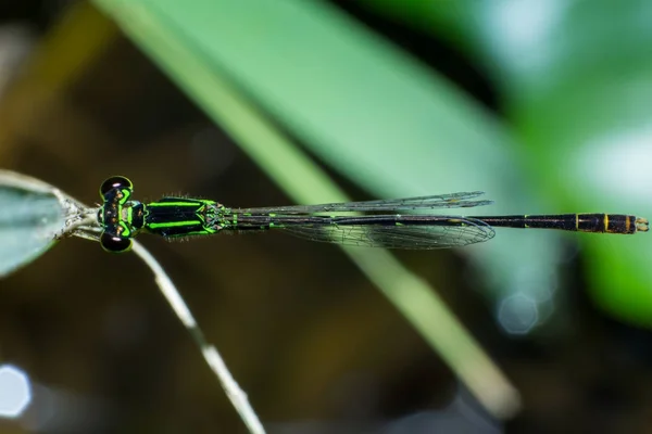 草の葉のマクロトンボ 自然の中でクローズアップ昆虫 動物の野生動物 — ストック写真
