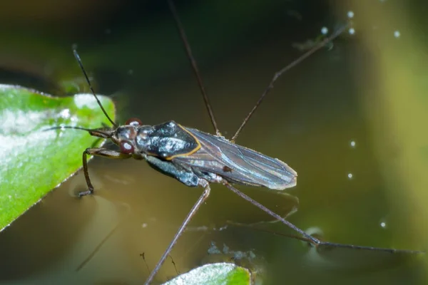 Macro Dragonfly Gräs Löv Närbild Insekt Naturen Djur Djurliv — Stockfoto