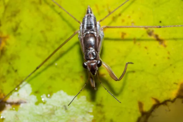 Macro Dragonfly Gräs Löv Närbild Insekt Naturen Djur Djurliv — Stockfoto