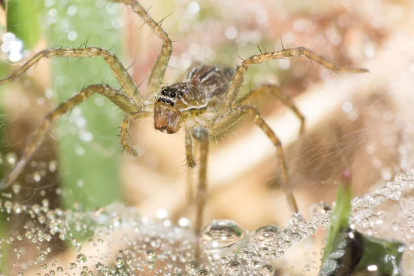 Macro Araña Web Fondo Gota Macro Insectos Fauna Animal — Foto de Stock