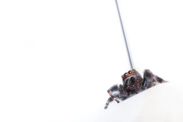 Geïsoleerde Spin Macro Spider Witte Achtergrond Macro Van Insect Dieren — Stockfoto