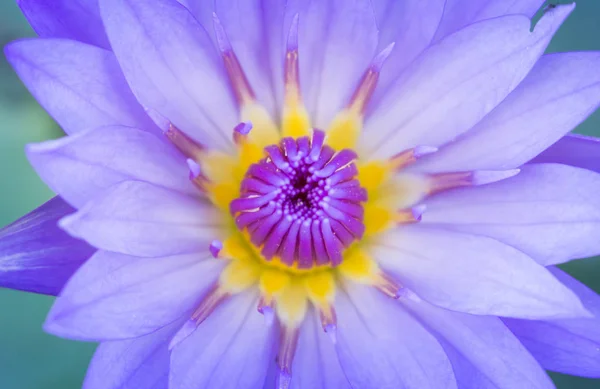 Lotusblomma Dammen Närbild Näckros Och Leaf Närbild Blomma Naturen — Stockfoto