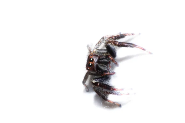 Izolovaný Pavouk Makro Pavouk Bílém Pozadí Makro Hmyzu Divoká Zvěř — Stock fotografie