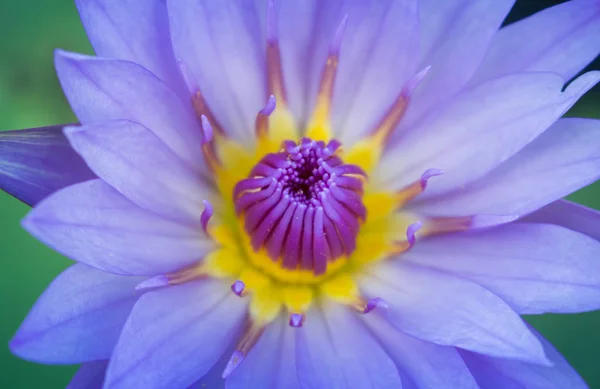 Lotusblomma Dammen Närbild Näckros Och Leaf Närbild Blomma Naturen — Stockfoto