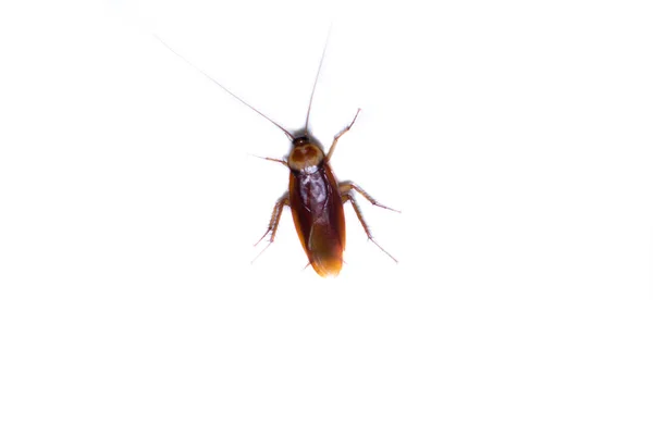 Kackerlacka Isolerade Makro Insekt — Stockfoto