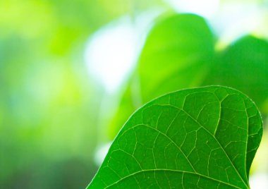 Ağaç yaprağı cloes-up, doğa arka plan yaprak, doğal bokeh arka plan