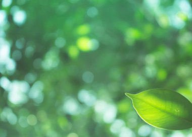 Ağaç yaprağı cloes-up, doğa arka plan yaprak, doğal bokeh arka plan