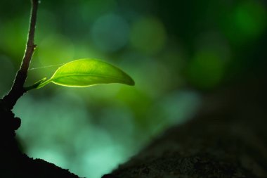 Ağaç yaprağı cloes-up, doğa arka plan yaprak, doğal bokeh arka plan