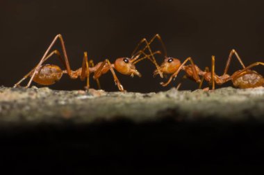 doğada makro karınca, doğada böcek yakın çekim, makro böcek