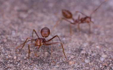 doğada makro karınca, doğada böcek yakın çekim, makro böcek