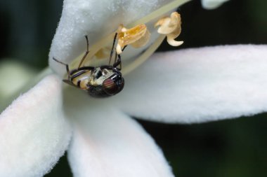 doğada beyaz çiçek üzerinde sinek, doğal böcek makro, makro görünümünde sinek