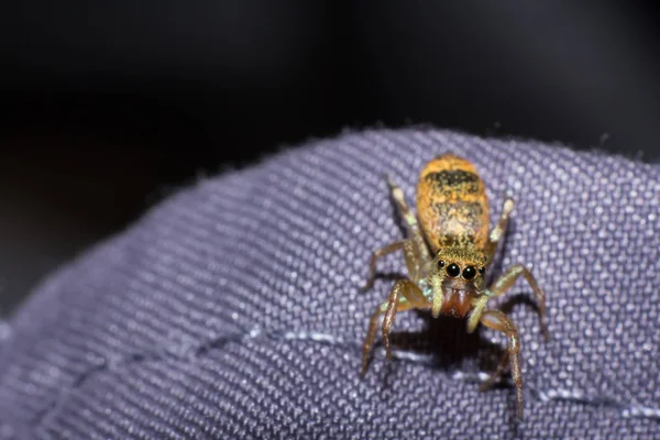 Makro Der Spinne Makro Des Insekts Tier Der Tierwelt Spinne — Stockfoto