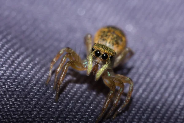 Örümcek Makro Böcek Makro Yaban Hayatı Hayvan Örümcek Yakın Çekim — Stok fotoğraf