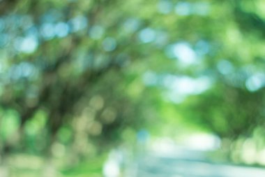 doğa arka plan soyut, bulanık doğa arka plan, doğa arka planda yeşil yaprak