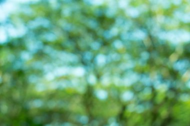 doğa arka plan soyut, bulanık doğa arka plan, doğa arka planda yeşil yaprak