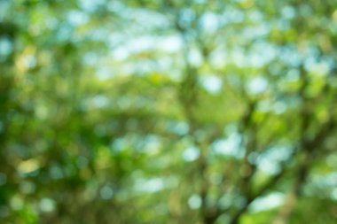 doğa arka plan soyut, bulanık doğa arka plan, doğa arka planda yeşil yaprak