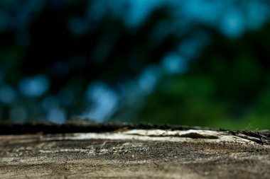 doğa arka plan soyut, bulanık doğa arka plan, doğa arka planda yeşil yaprak