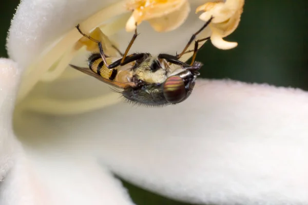 Fliege Auf Weißer Blume Der Natur Makro Von Insekten Der — Stockfoto