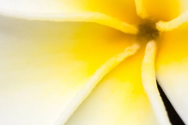 Frangipani Textur Makroansicht Plumeria Weiß Und Gelb Makroblume Boomt — Stockfoto
