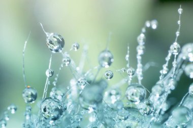 kaktüs üzerinde su damlası, doğa arka planda su damla desen