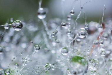 kaktüs üzerinde su damlası, doğa arka planda su damla desen
