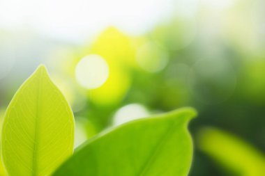 doğa arka plan soyut, bulanık doğa arka plan, doğa arka planda yeşil yaprak