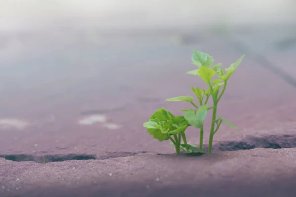 추상적 배경의 — 스톡 사진