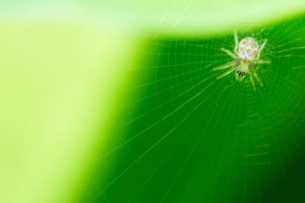 ウェブと緑の背景上のクモ ウェブ上のマクロクモ 野生の動物 — ストック写真