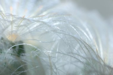 bitki ve bulanıklık soyut arka plan, yumuşak ışık ve bitki soyut arka plan