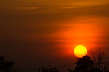 gün batımı ile ağaç yaprağı, güneşin önünde yaprak