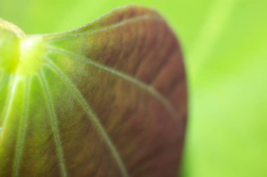 doğada yaprak dokusu arka planda, doğada yakın ağaç yaprağı