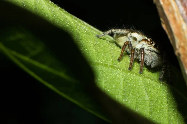 Ağaç Yaprağı Arka Planda Örümcek Yaprak Üzerinde Makro Örümcek Vahşi — Stok fotoğraf