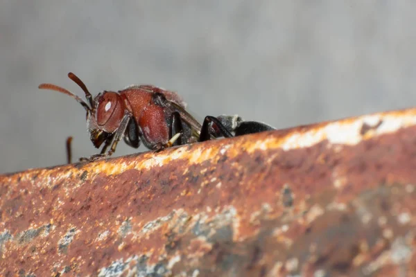 Hornet Gniazdo Makro Owad Dzikich Zwierząt Dzikich Życia Błąd Przyrodzie — Zdjęcie stockowe