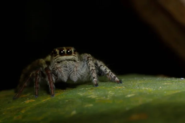 Spider Boom Blad Achtergrond Macro Spin Blad Dier Wild — Stockfoto