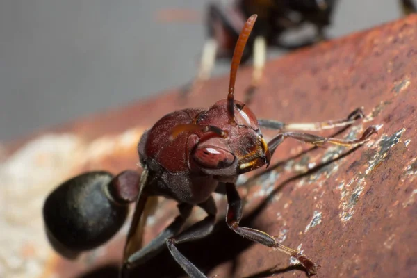 Hornet Gniazdo Makro Owad Dzikich Zwierząt Dzikich Życia Błąd Przyrodzie — Zdjęcie stockowe