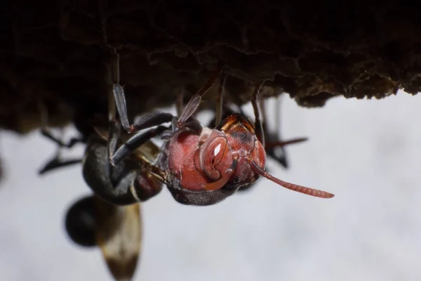 Hornet Gniazdo Makro Owad Dzikich Zwierząt Dzikich Życia Błąd Przyrodzie — Zdjęcie stockowe