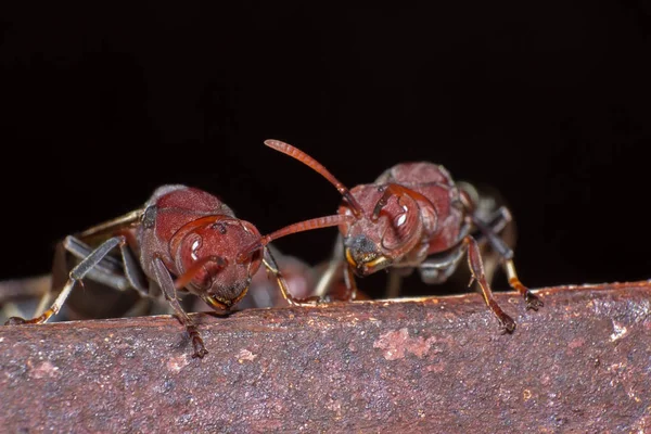 Hornet Gniazdo Makro Owad Dzikich Zwierząt Dzikich Życia Błąd Przyrodzie — Zdjęcie stockowe